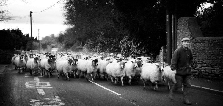sheep outside school BW low res