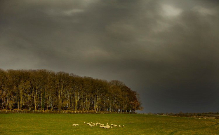 sheep winter sky 2 cropped low res