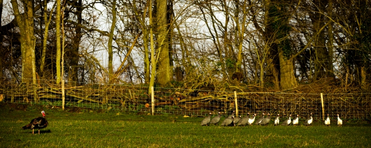 turkey and guinea fowl low res