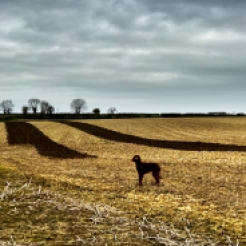 sherlock ploughed field